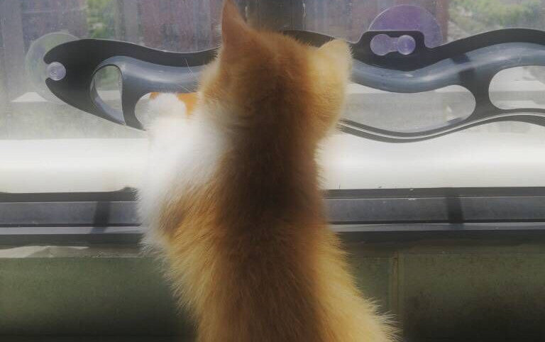 Windowsill Cat Track Ball Toy – Interactive Rolling Ball Toy for Indoor Cats, Space-Saving Pet Entertainment on Window Ledge